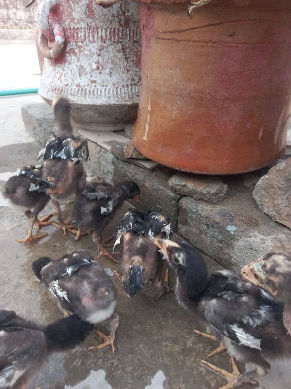 15 chicks Aseel 1