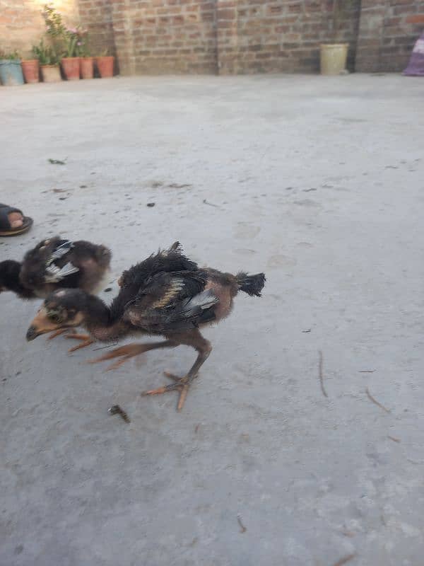 15 chicks Aseel 2