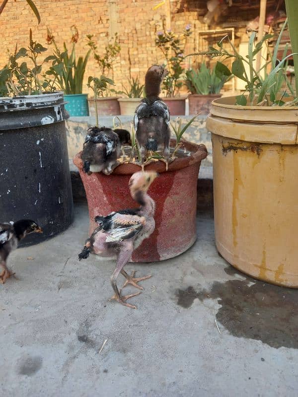 15 chicks Aseel 4