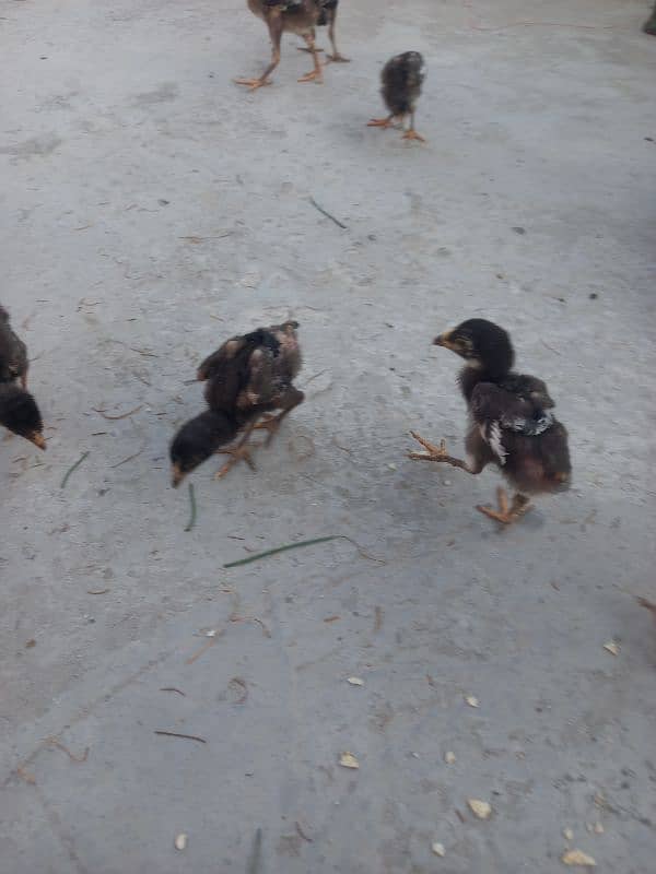 15 chicks Aseel 5