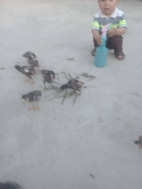 15 chicks Aseel 6