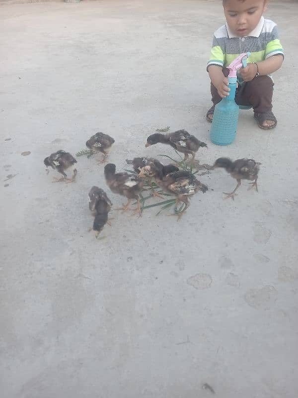 15 chicks Aseel 7