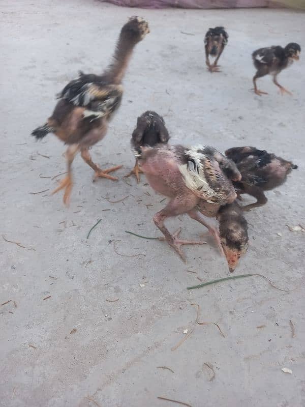 15 chicks Aseel 8