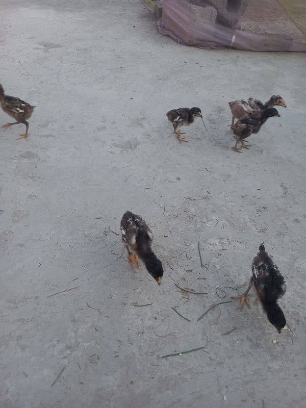 15 chicks Aseel 9