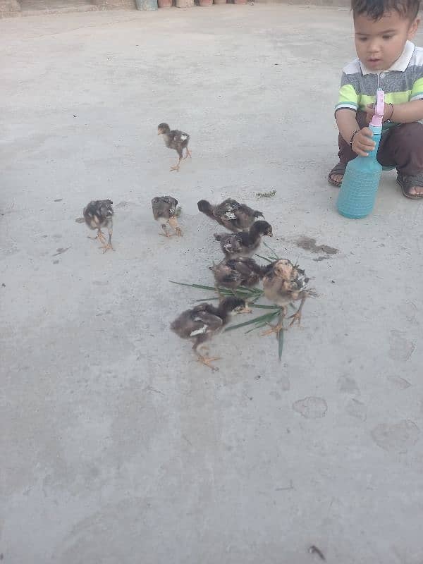 15 chicks Aseel 10