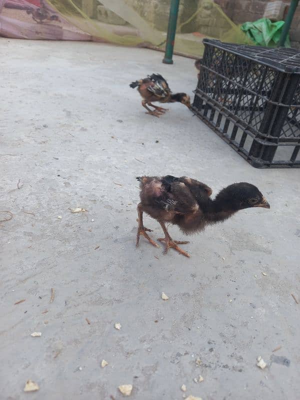 15 chicks Aseel 12