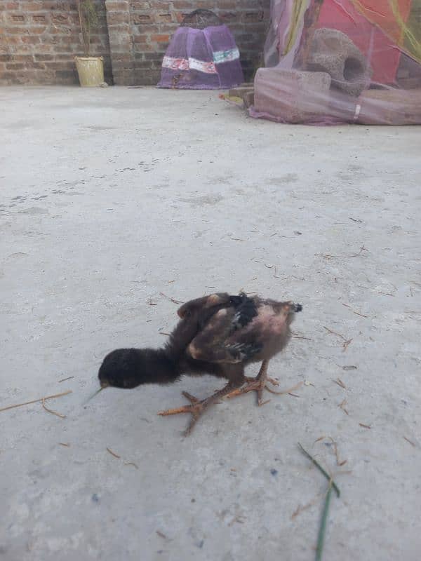 15 chicks Aseel 13