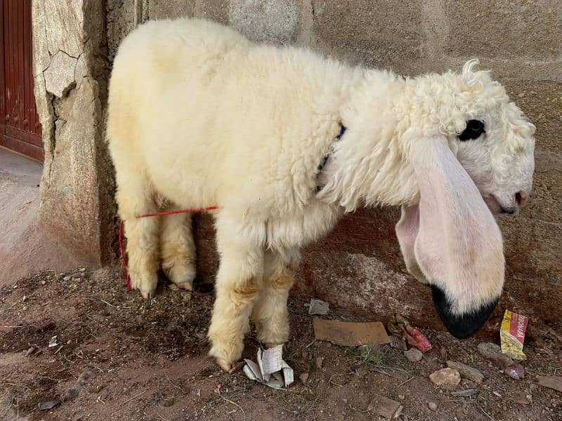 Pure Kajla Dumba For Sale 0
