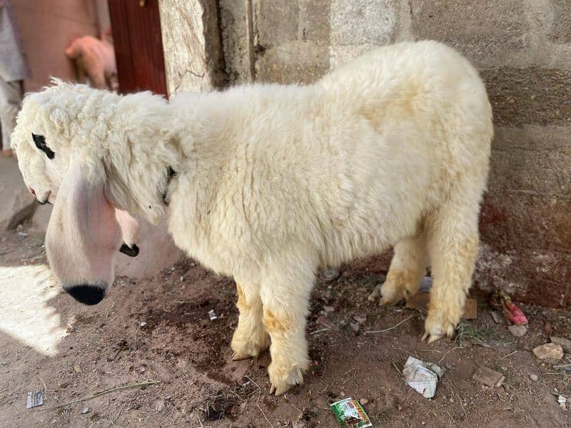 Pure Kajla Dumba For Sale 5