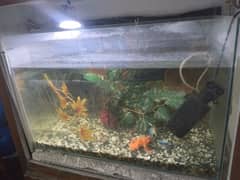 Fish Caream with Filter & other Asscessories is for Sale