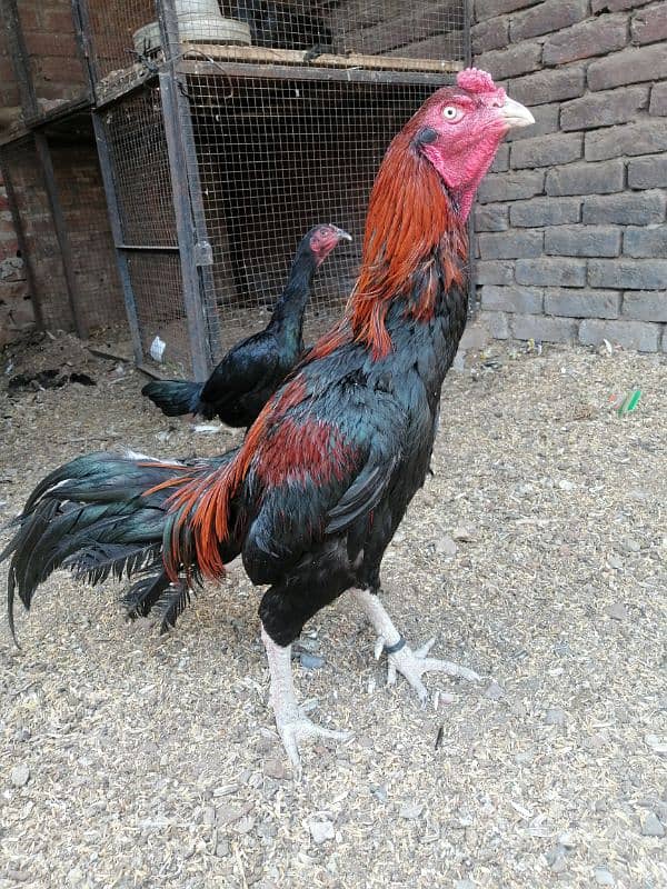 Thai x pako cross male available age 2.5 year every thing OK 0
