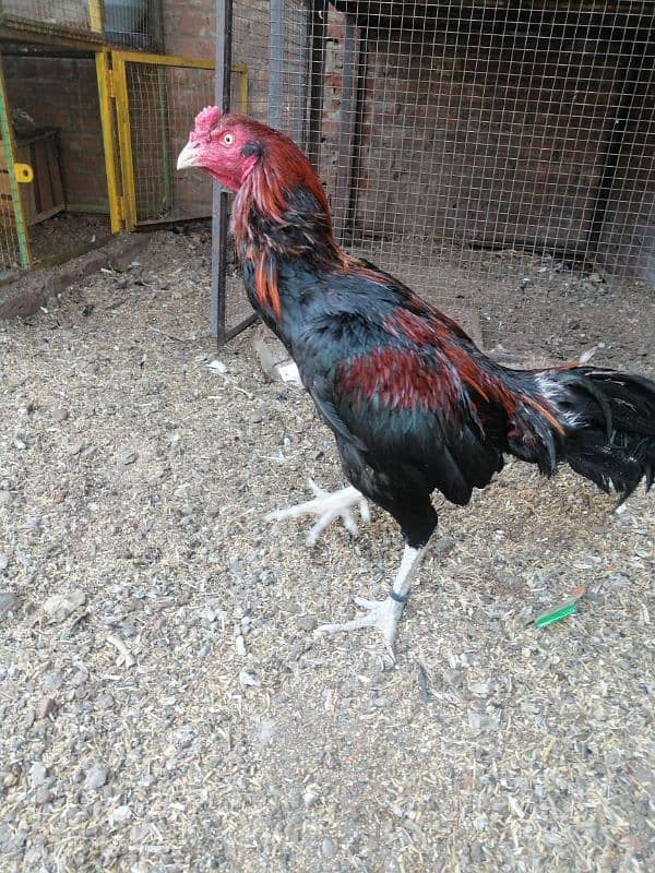 Thai x pako cross male available age 2.5 year every thing OK 1