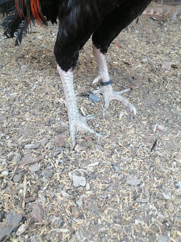 Thai x pako cross male available age 2.5 year every thing OK 3