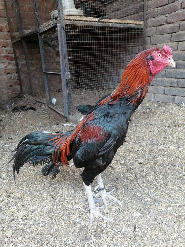 Thai x pako cross male available age 2.5 year every thing OK 4