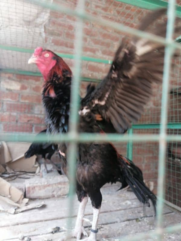 Thai x pako cross male available age 2.5 year every thing OK 5