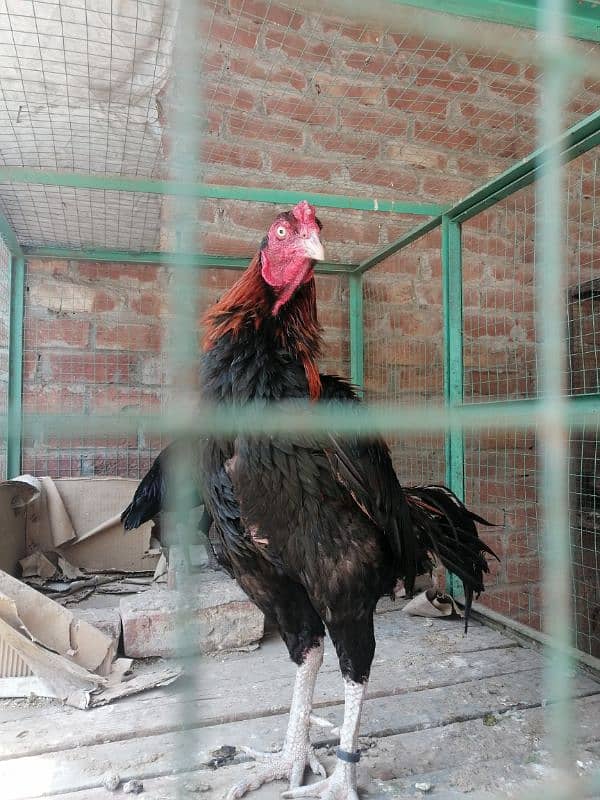 Thai x pako cross male available age 2.5 year every thing OK 6
