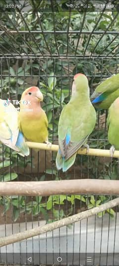 healthy & beautiful love birds rose fase and lateeno pasnata