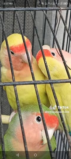 beautiful love birds rose fase and lateeno pasnata