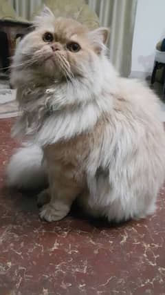 persien breed