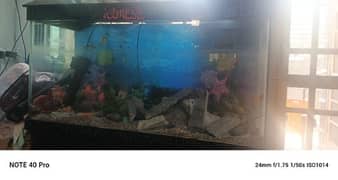 fish