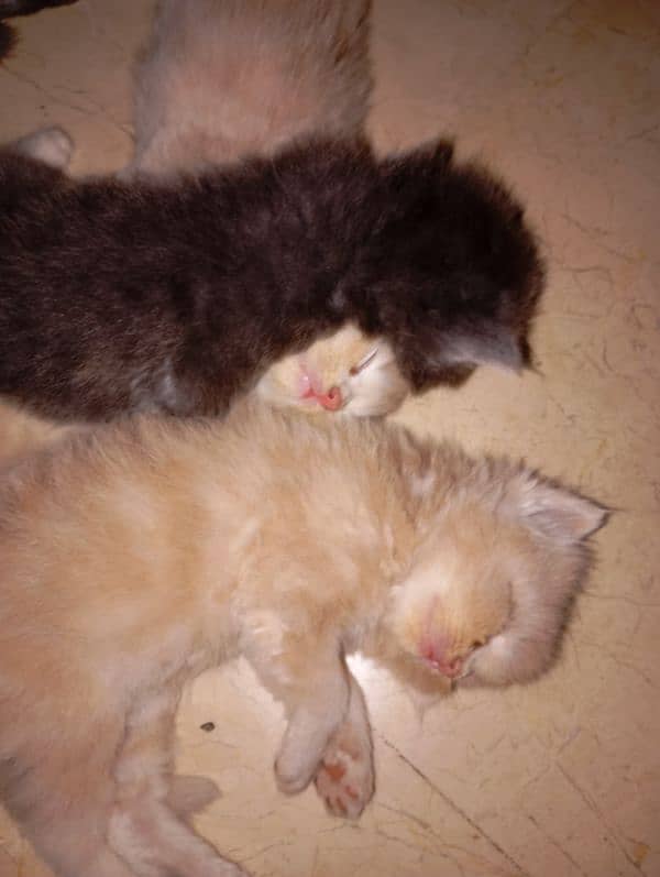 6 persian kittens (17000 each) Vacinated 1