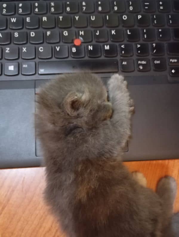 6 persian kittens (17000 each) Vacinated 2