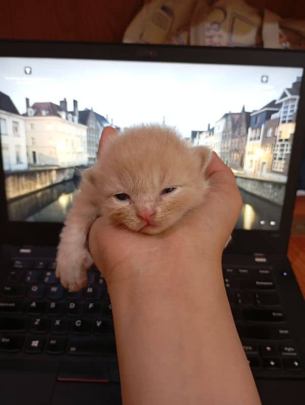 6 persian kittens (17000 each) Vacinated 3