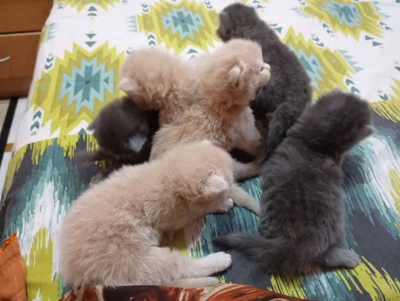 6 persian kittens (17000 each) Vacinated 4