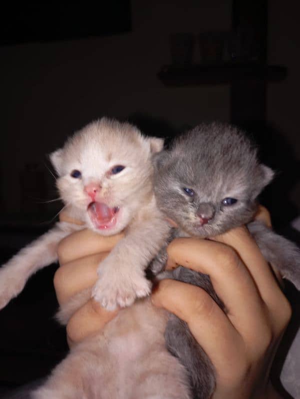 6 persian kittens (17000 each) Vacinated 5