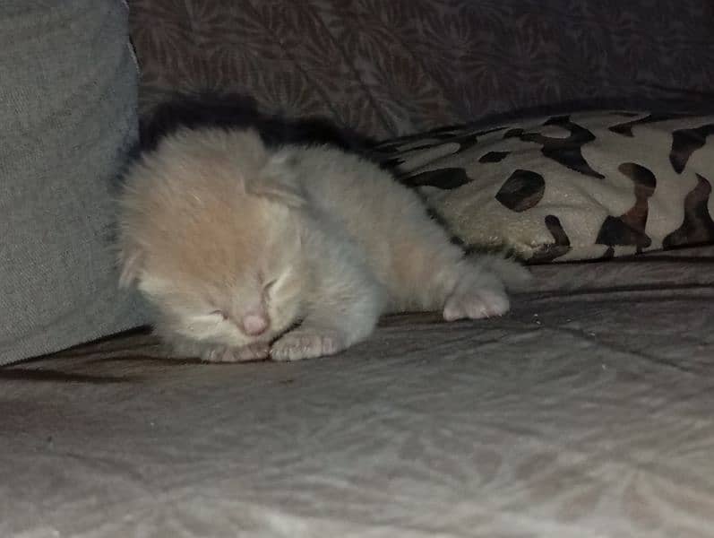 6 persian kittens (17000 each) Vacinated 6