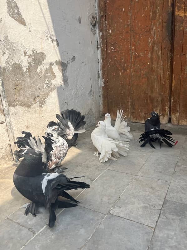 American fun tail 3