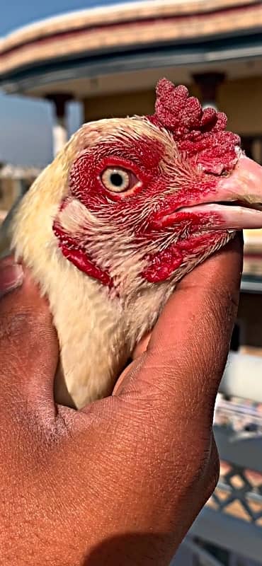 paper white female…100 percent paper white breed 1