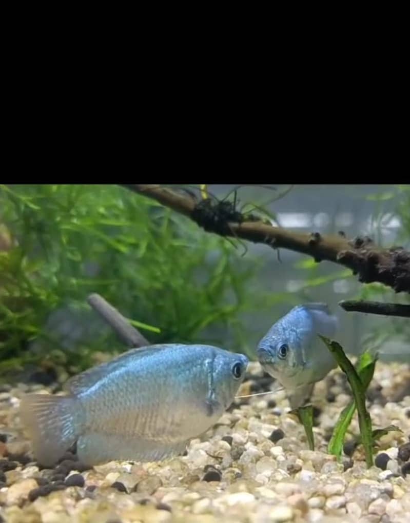 Gaurami  ,Tiger barb fish . Aquarium for sale. Aquarium plants 0