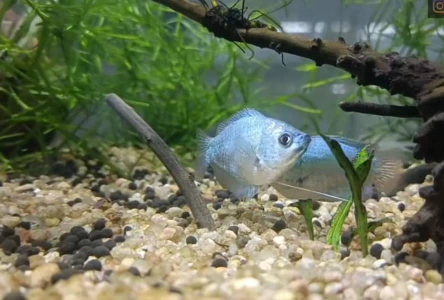 Gaurami  ,Tiger barb fish . Aquarium for sale. Aquarium plants 2