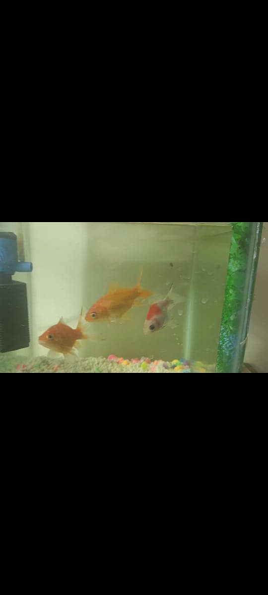 Gaurami  ,Tiger barb fish . Aquarium for sale. Aquarium plants 3