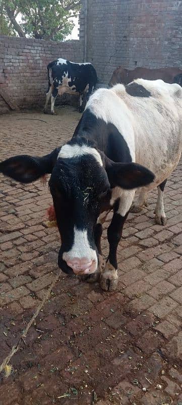 cow pregnant for sale 0