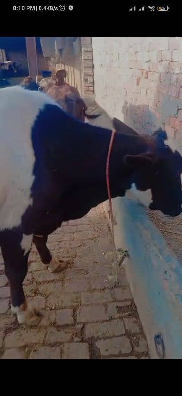 cow pregnant for sale 3