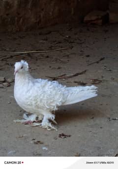 white Back Frill Male full breader
