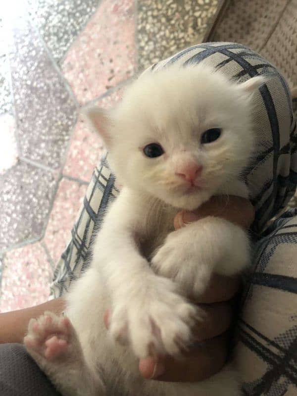 cute kittens 0