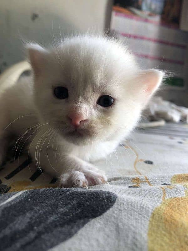 cute kittens 1