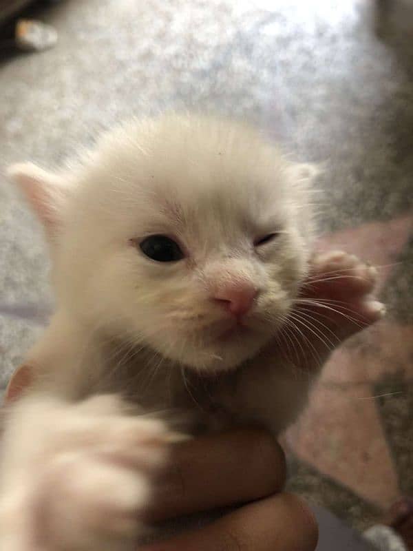 cute kittens 2