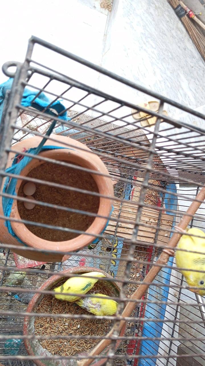 King size budgies 0