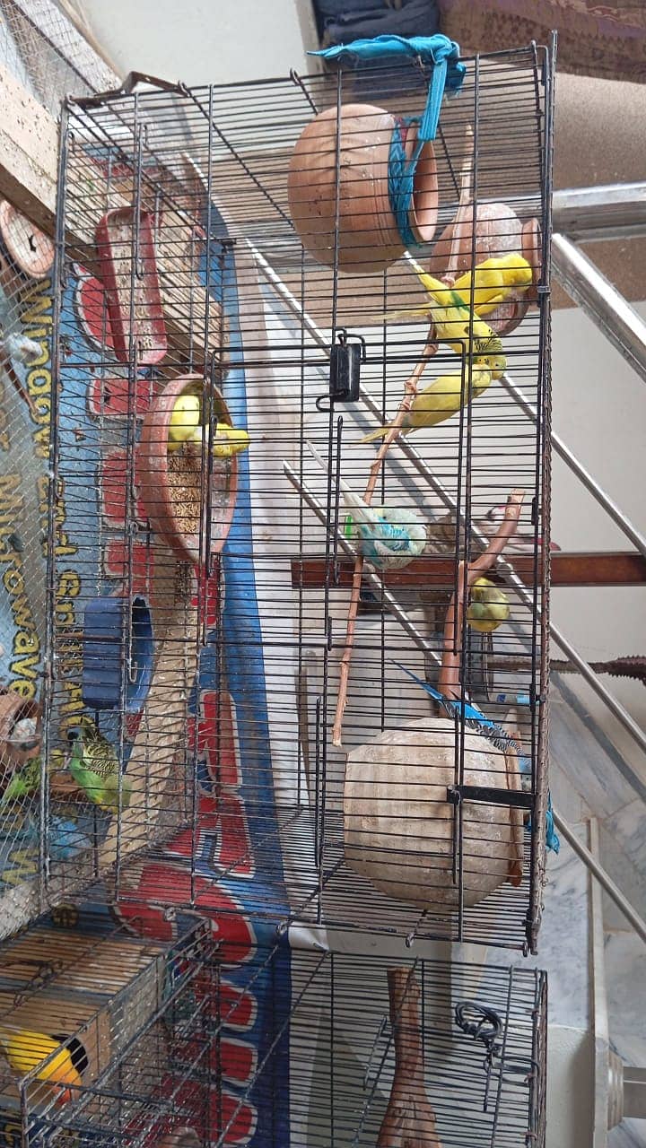 King size budgies 2