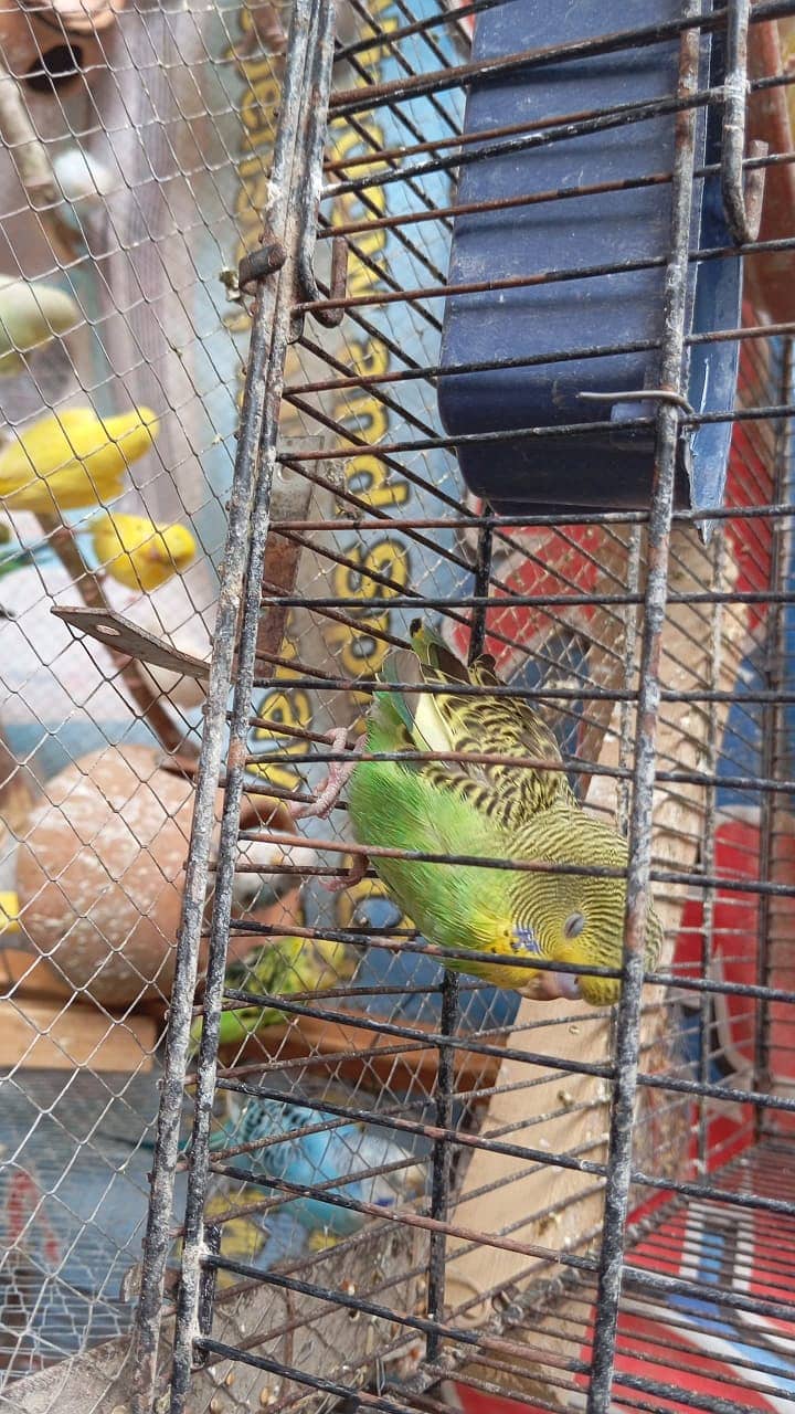 King size budgies 3