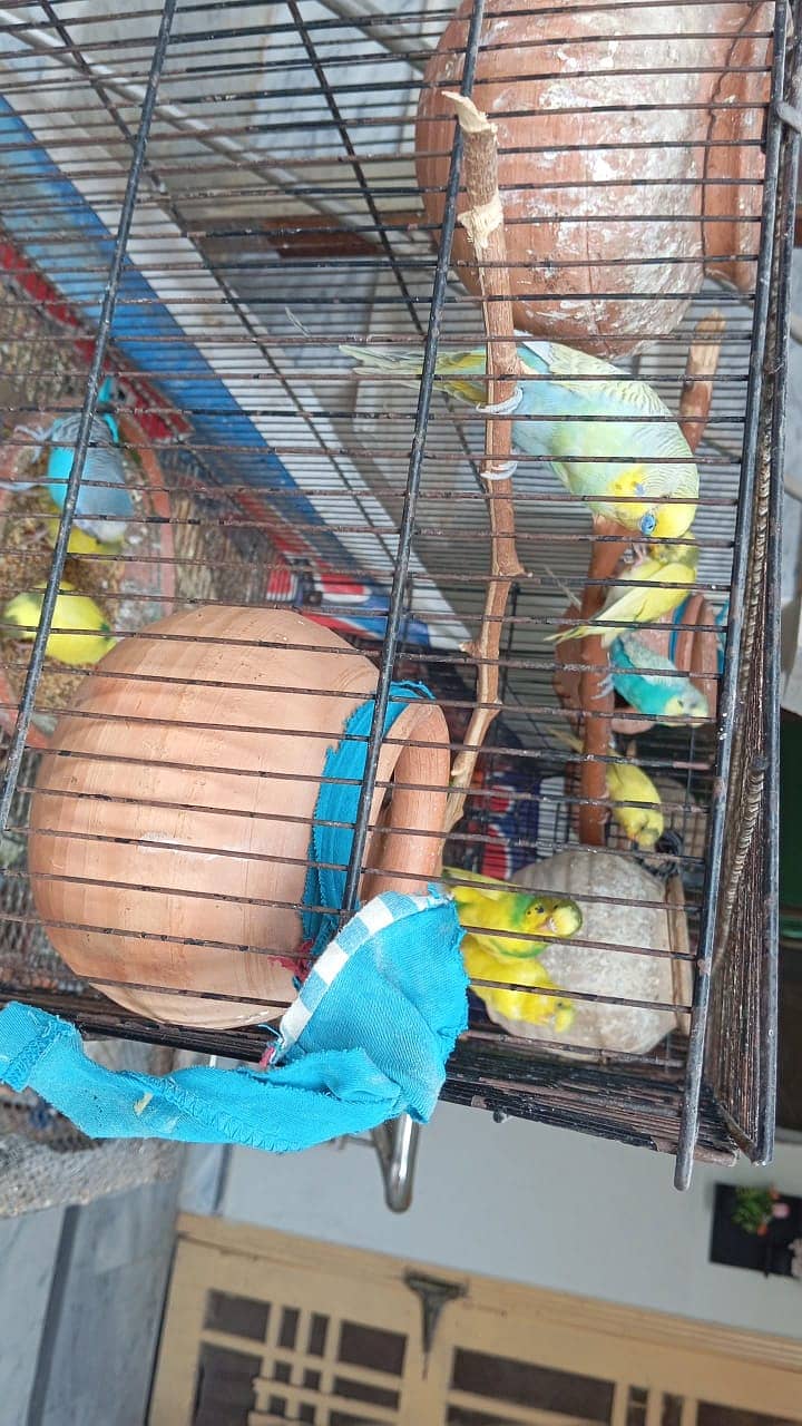 King size budgies 4