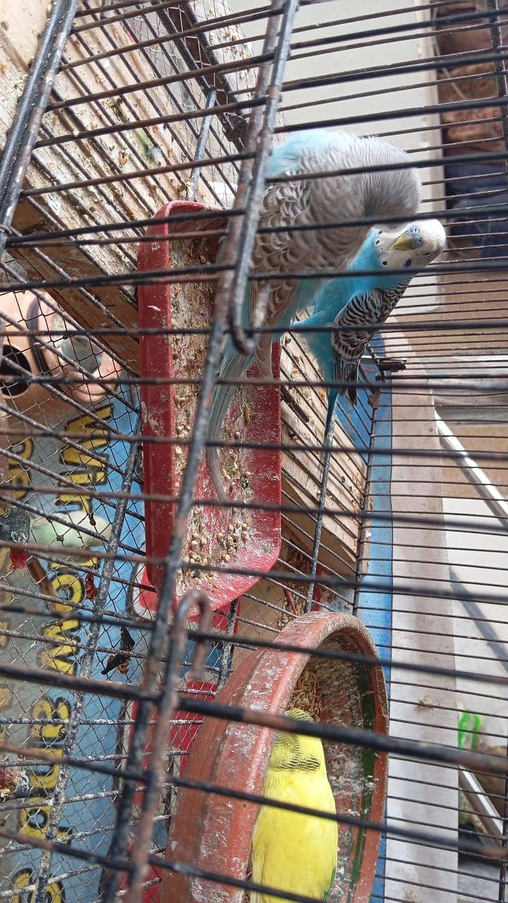 King size budgies 5