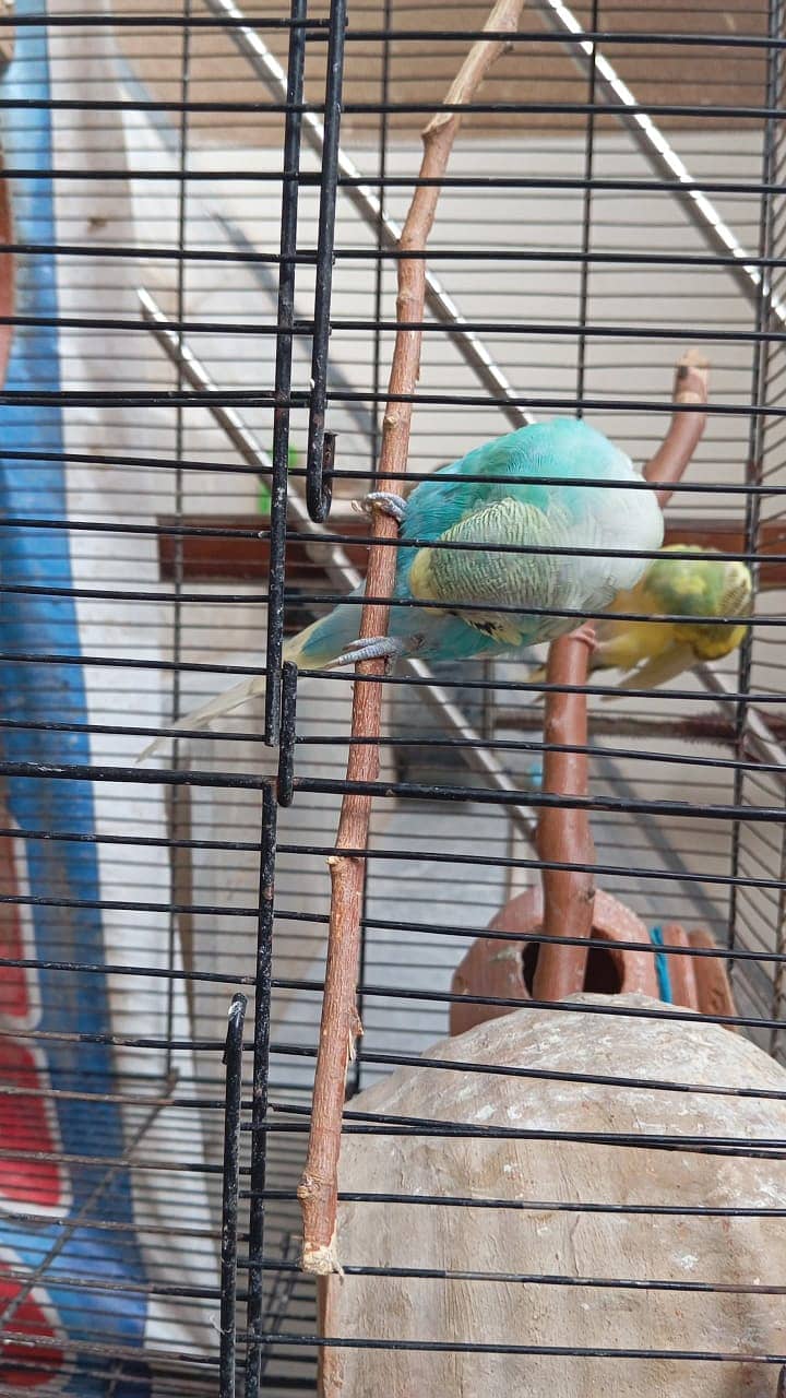 King size budgies 6