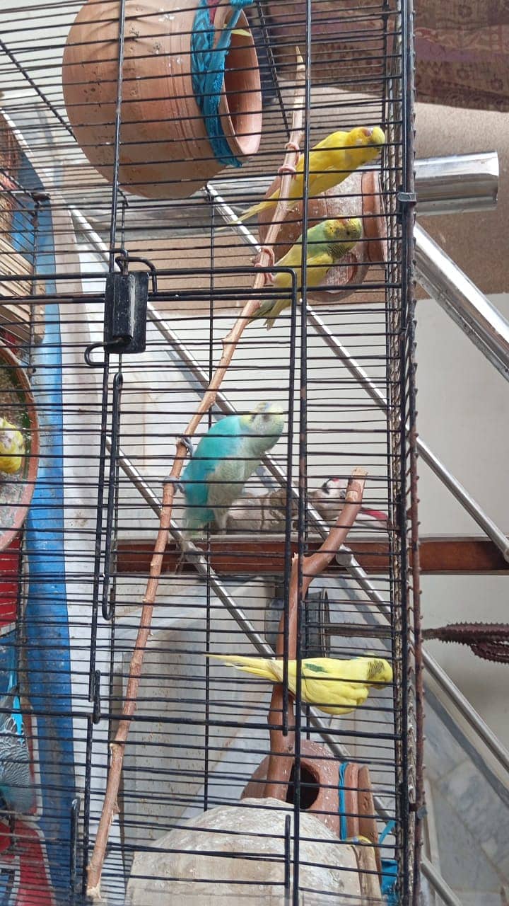 King size budgies 7
