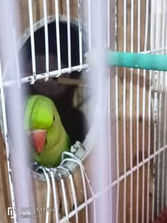 Ringneck