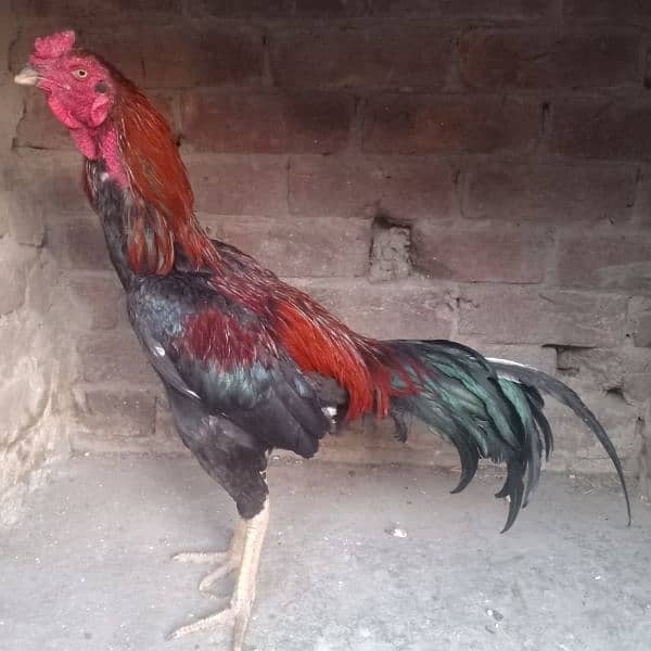Thai or bermi aseel for sale 0